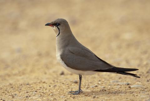 Doñana National Park (Spain)
